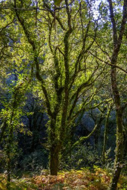 Galiçya 'nın iç kesimlerindeki meşe ormanı, Pontevedra ili (İspanya))
