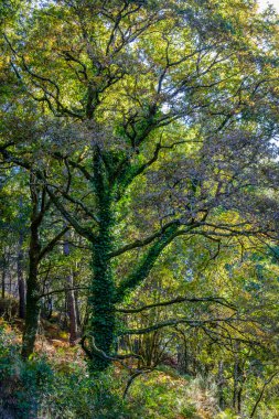 Galiçya 'nın iç kesimlerindeki meşe ormanı, Pontevedra ili (İspanya))