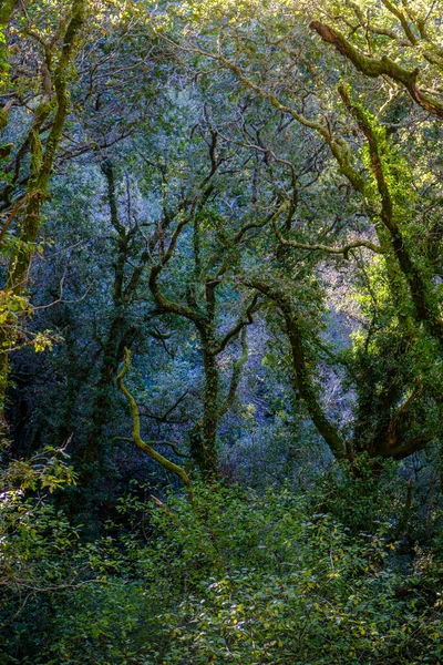 ガリツィア ポンテベドラ県 スペイン の内部のオークの森 — ストック写真