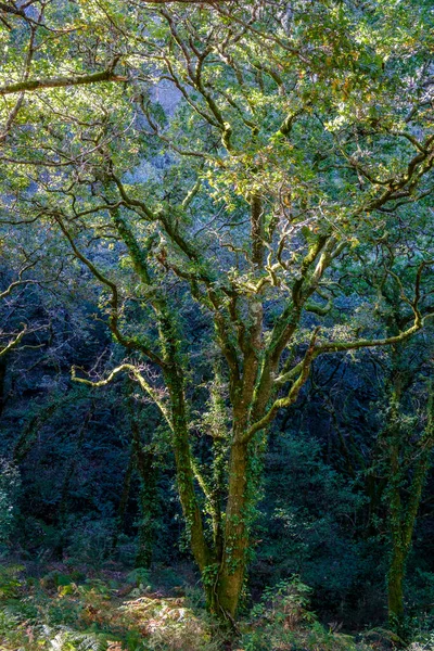 ガリツィア ポンテベドラ県 スペイン の内部のオークの森 — ストック写真