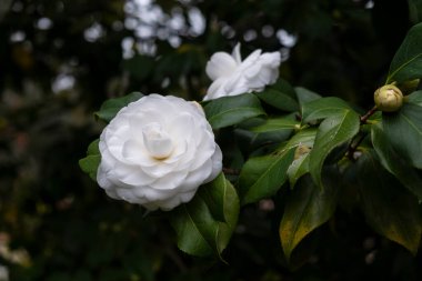 Galiçya 'daki Lourizan bahçelerindeki ağaçta Camelia Alba Plena.)