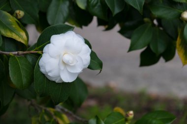Galiçya 'daki Lourizan bahçelerindeki ağaçta Camelia Alba Plena.)