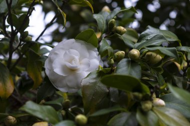 Galiçya 'daki Lourizan bahçelerindeki ağaçta Camelia Alba Plena.)