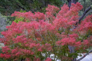 Lourizan bahçesi ve ormanı, sonbaharda, Pontevedra 'da benim adımın geçtiği bir sarayın bulunduğu yerdir (İspanya)