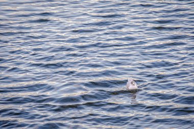 Siyah başlı martı (Chroicocephalus ridibundus), Galiçya 'daki Ria de Pontevedra (İspanya) sularında yiyecek arayan küçük göçmen martı.)