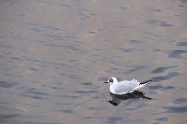 Siyah başlı martı (Chroicocephalus ridibundus), Galiçya 'daki Ria de Pontevedra (İspanya) sularında yiyecek arayan küçük göçmen martı.)