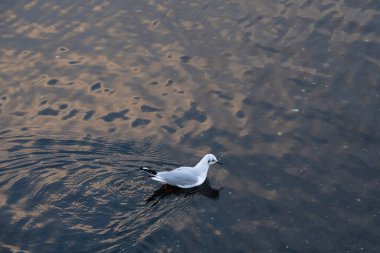 Siyah başlı martı (Chroicocephalus ridibundus), Galiçya 'daki Ria de Pontevedra (İspanya) sularında yiyecek arayan küçük göçmen martı.)