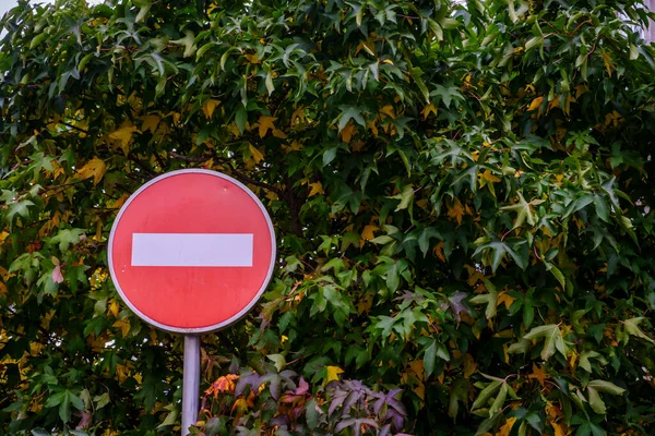 Señal Tráfico Dirección Prohibida Delante Árbol Liquidambar — Foto de Stock