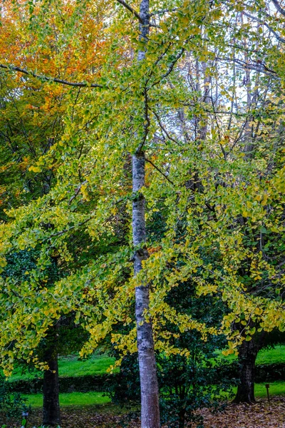 Ginkgo Biloba Otoño Árbol Los Cuarenta Escudos Nogal Japón Árbol —  Fotos de Stock