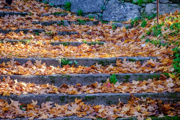 Escaleras Granito Llenas Hojas Árboles Caducos Otoño Galicia España — Foto de Stock