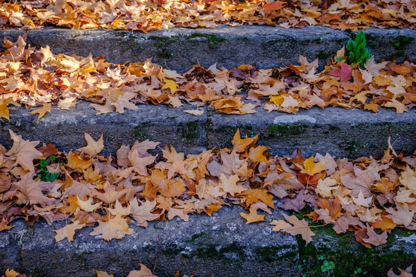 Granite Stairs Full Deciduous Tree Leaves Autumn Galicia Spain — Stock Photo, Image