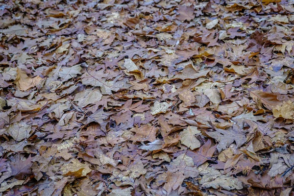 Půda Plná Listů Listnatých Stromů Podzim Galicii Španělsko — Stock fotografie