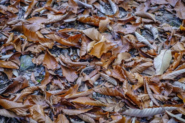 Terreno Cheio Folhas Árvores Caducas Outono Galiza Espanha — Fotografia de Stock