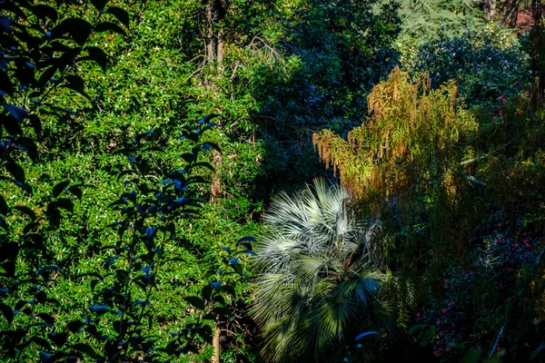 Lourizan Sarayı 'ndaki mevcut botanik bahçesinde, Galiçya' daki Pontevedra belediye binasında (İspanya), Herbalonga bölgesinde bulunan bir malikanede çok çeşitli ağaç türleri bulunmaktadır.)