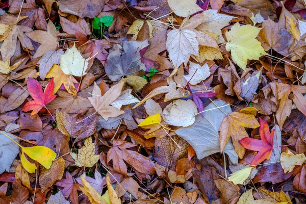 ガリツィアの秋に落葉樹の葉でいっぱいの地面 スペイン — ストック写真