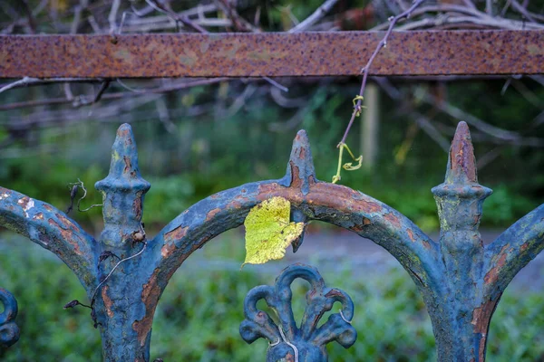 Hoja Solitaria Viñedo Sobre Una Cerca Hierro Galicia España —  Fotos de Stock