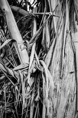 Okaliptüs kabuğunu yenilerken çekilmiş siyah beyaz bir fotoğraf..