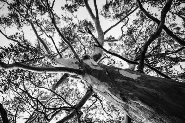 Pontevedra köyünün parklarından birinde büyük bir okaliptüsün siyah ve beyaz fotoğrafı (İspanya))