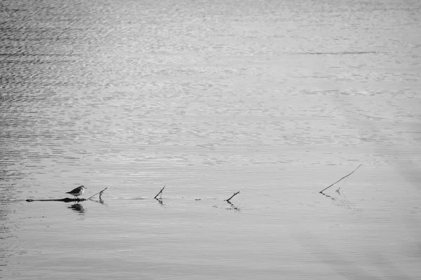 Tridáctilo Arenito Branco Calidris Alba Foz Rio Lerez Que Forma — Fotografia de Stock