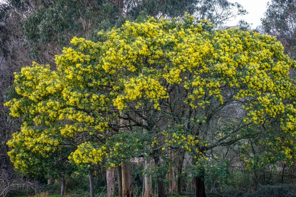 Acacia Dealbata Acacia Mimosa Bokor Vagy Fafajok Hüvelyesek Családjába Tartoznak — Stock Fotó