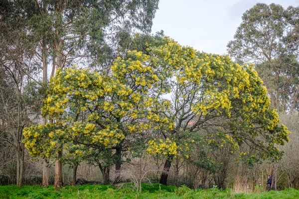 Acacia Dealbata Acacia Mimosa Shrub Arboreal Species Legume Family Park — 스톡 사진