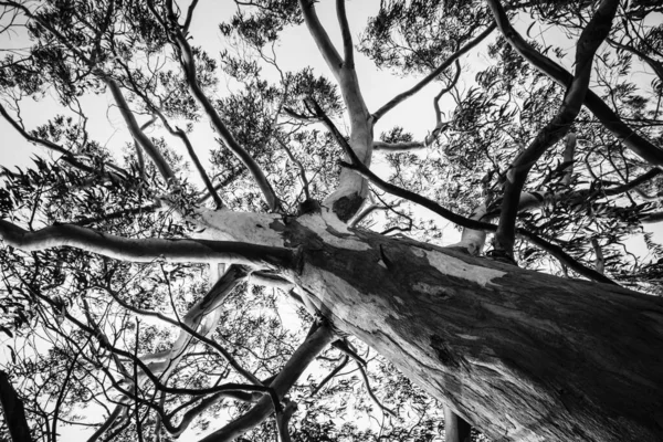 Pontevedra köyünün parklarından birinde büyük bir okaliptüsün siyah ve beyaz fotoğrafı (İspanya))