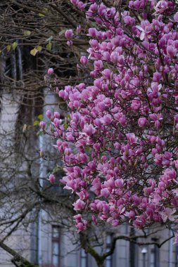 Galiçya 'daki Pontevedra parkında pembe çiçekli etkileyici bir manolya ağacı.)
