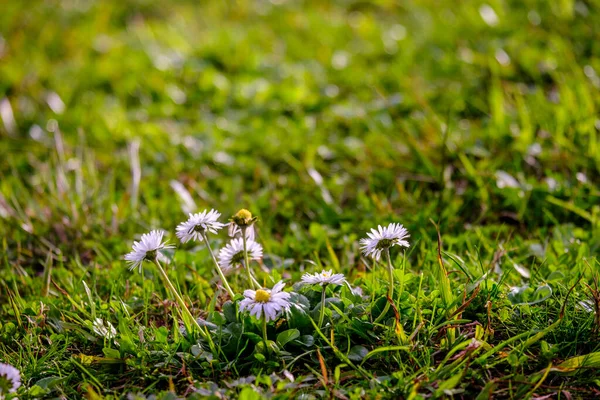 Primeras Margaritas Sobre Hierba Invierno Finales Febrero —  Fotos de Stock