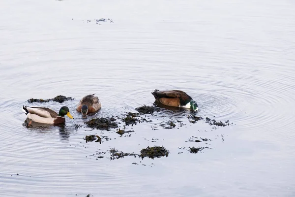 Patos Busca Comida Estuario Del Pontevedra Uno Los Estuarios Que — Foto de Stock