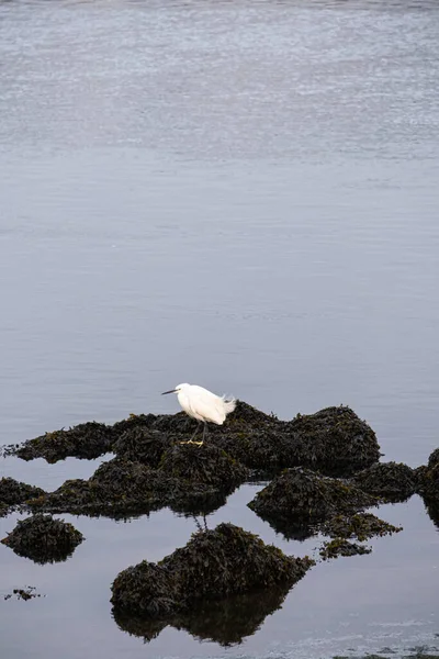 Una Pequeña Garza Busca Comida Estuario Del Pontevedra Uno Los —  Fotos de Stock