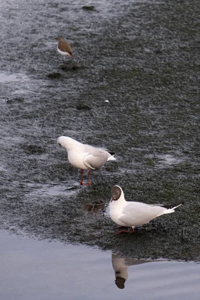 Uma Gaivota Chroicocephalus Ridibundus Macho Tenta Atrair Atenção Uma Gaivota — Fotografia de Stock