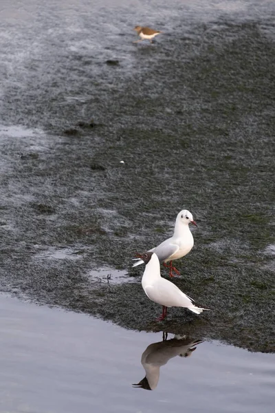 Uma Gaivota Chroicocephalus Ridibundus Macho Tenta Atrair Atenção Uma Gaivota — Fotografia de Stock