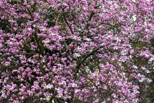 Een Indrukwekkende Magnolia Boom Met Roze Bloemen Een Park Pontevedra — Stockfoto