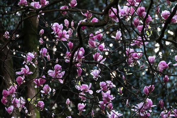 ポンテベドラの公園にピンクの花を持つ印象的なマグノリアの木 ガリシア スペイン — ストック写真