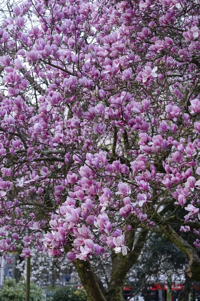 Impresionante Árbol Magnolia Con Flores Rosadas Parque Pontevedra Galicia España —  Fotos de Stock