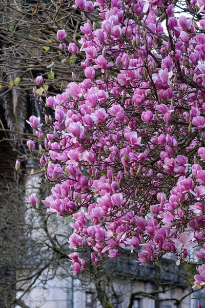 ポンテベドラの公園にピンクの花を持つ印象的なマグノリアの木 ガリシア スペイン — ストック写真