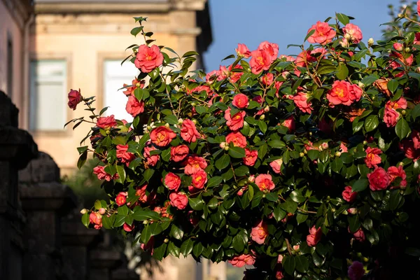 Camellia Flower Its Tree Illuminated Morning Sun Pontevedra Galicia Spain — Stock Photo, Image