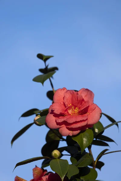 Camellia Flor Sua Árvore Iluminada Pelo Sol Manhã Pontevedra Galiza — Fotografia de Stock