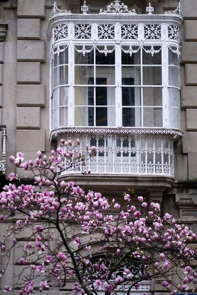 ピンクの花のあるマグノリアの木の後ろにあるガラスのギャラリーとバルコニーポンテベドラ スペイン — ストック写真