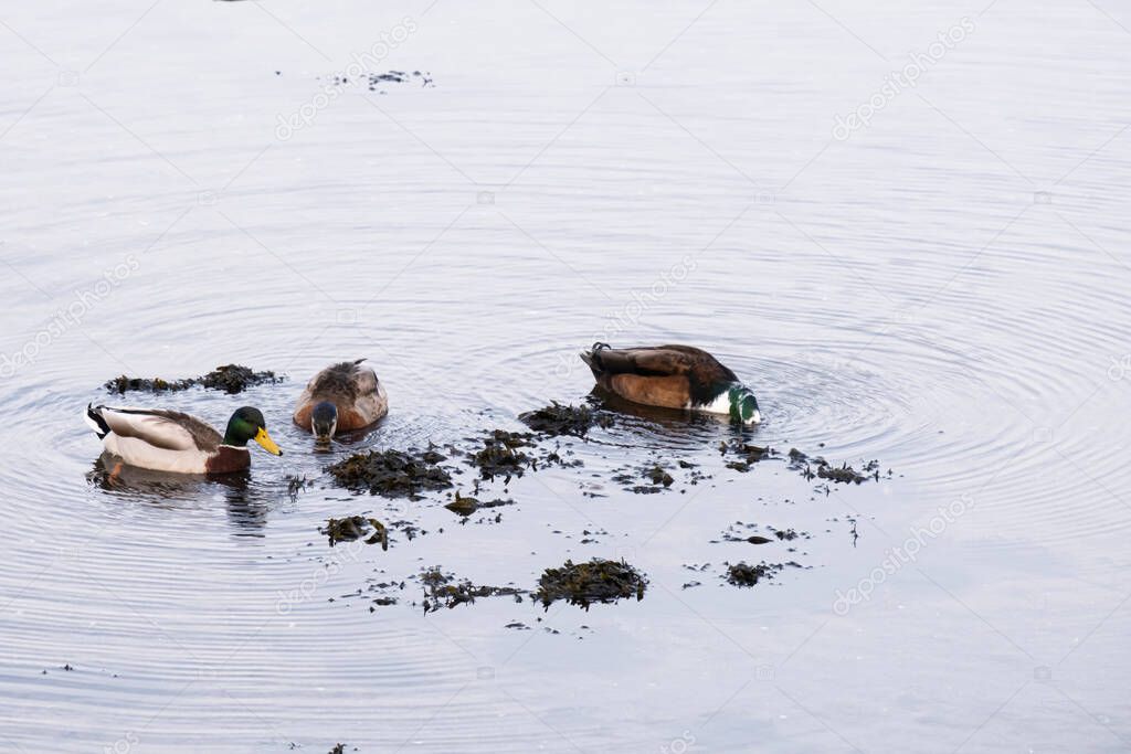 Ducks looking for food in the Pontevedra estuary, one of the estuaries that forms the Rias Bajas in Galicia (Spain)