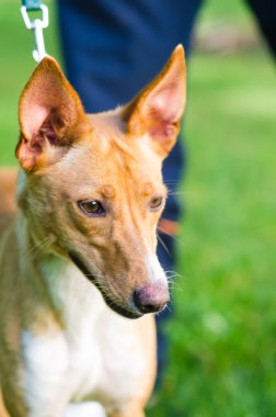 Portekizce doğurmak tazı