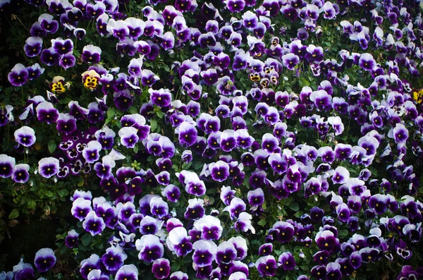 Nice pansy flowers — Stock Photo, Image