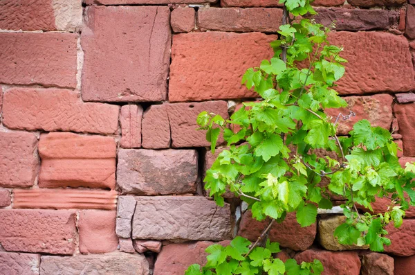 Green shamrock branch — Stock Photo, Image