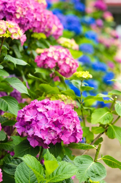 Hortensias — Foto de Stock