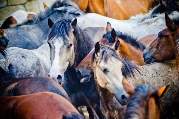 Wilde paarden — Stockfoto