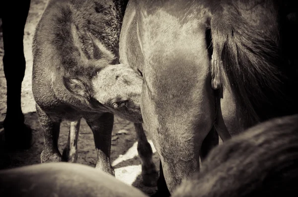 Chevaux sauvages — Photo