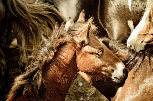 Wilde paarden — Stockfoto