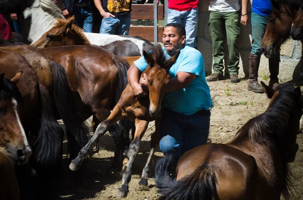 Chevaux sauvages — Photo