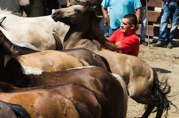 Chevaux sauvages — Photo