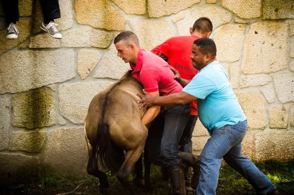 Caballos salvajes — Foto de Stock